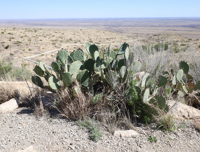 Texas Prickly Pear   25 Seeds   Opuntia engelmannii