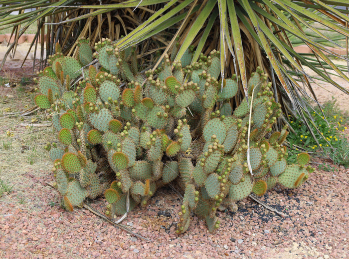 Texas Prickly Pear   25 Seeds   Opuntia engelmannii