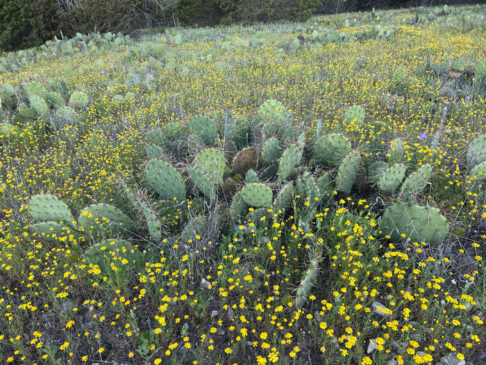 Texas Prickly Pear   25 Seeds   Opuntia engelmannii