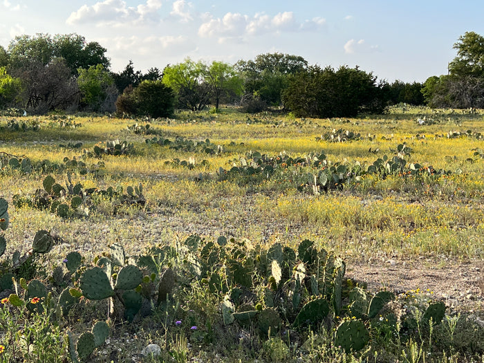 Texas Prickly Pear   25 Seeds   Opuntia engelmannii
