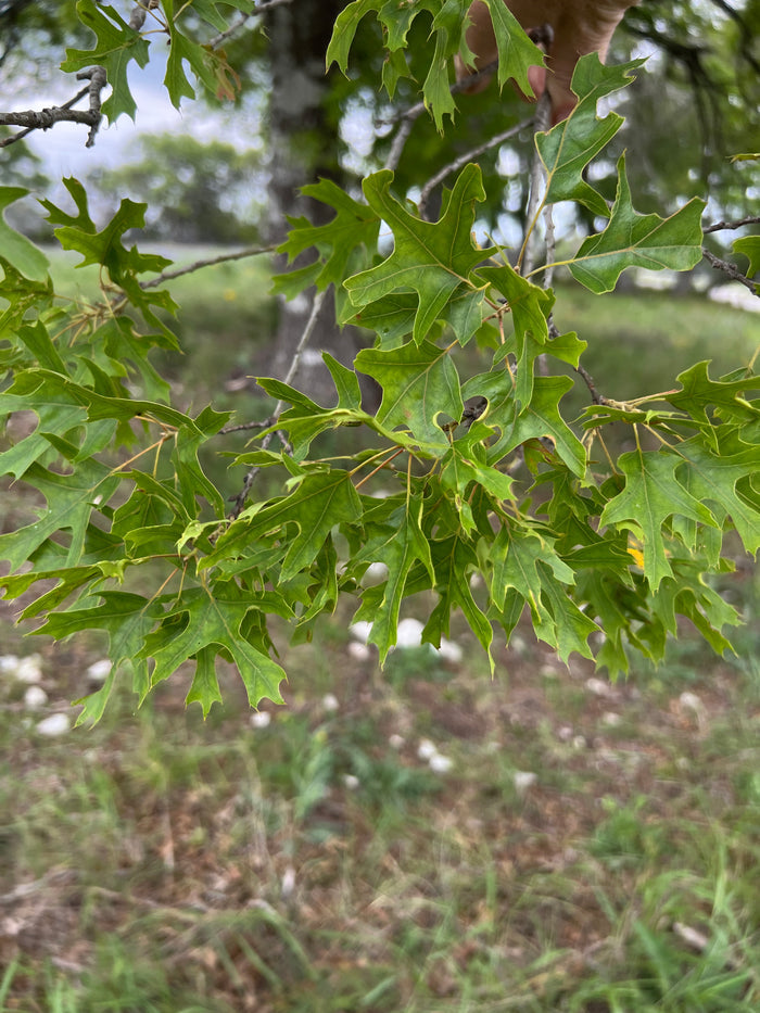 Texas Red Oak  5 Seeds  Buckley’s Oak  Quercus buckleyi