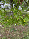 Texas Red Oak  5 Seeds  Buckley’s Oak  Quercus buckleyi