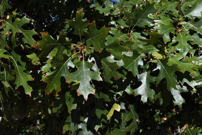 Texas Red Oak  5 Seeds  Buckley’s Oak  Quercus buckleyi