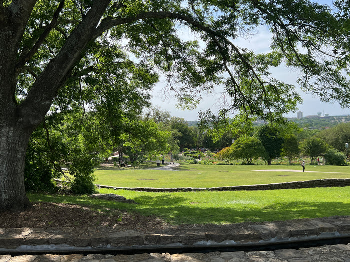 Texas Red Oak  5 Seeds  Buckley’s Oak  Quercus buckleyi