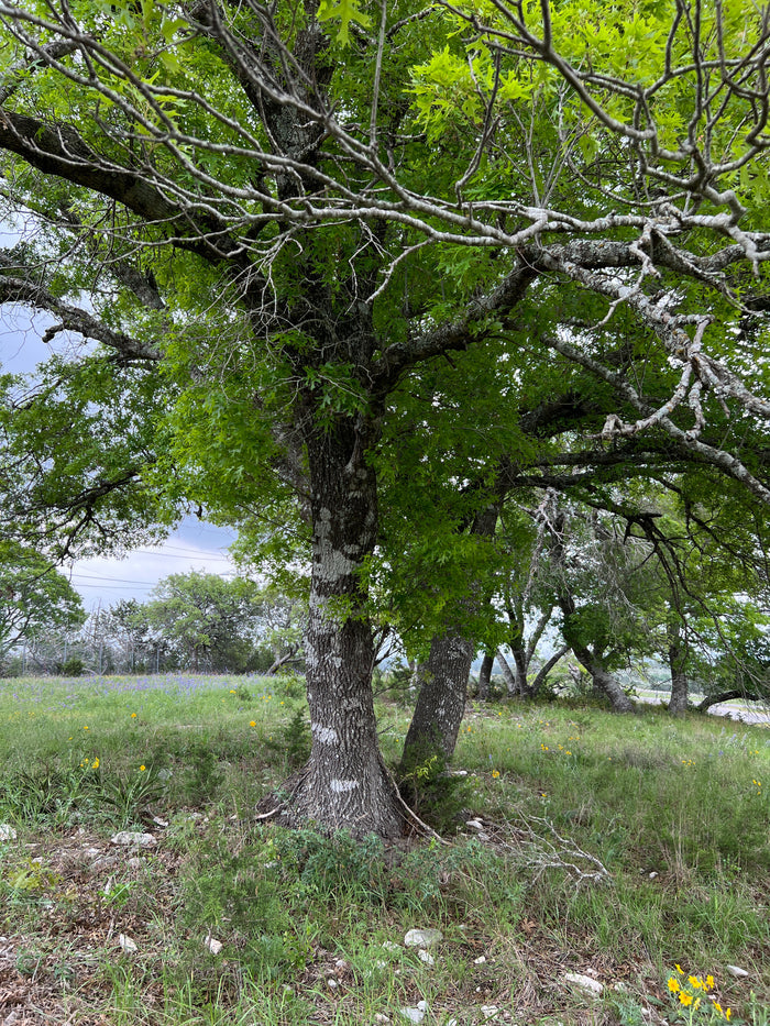 Texas Red Oak  5 Seeds  Buckley’s Oak  Quercus buckleyi