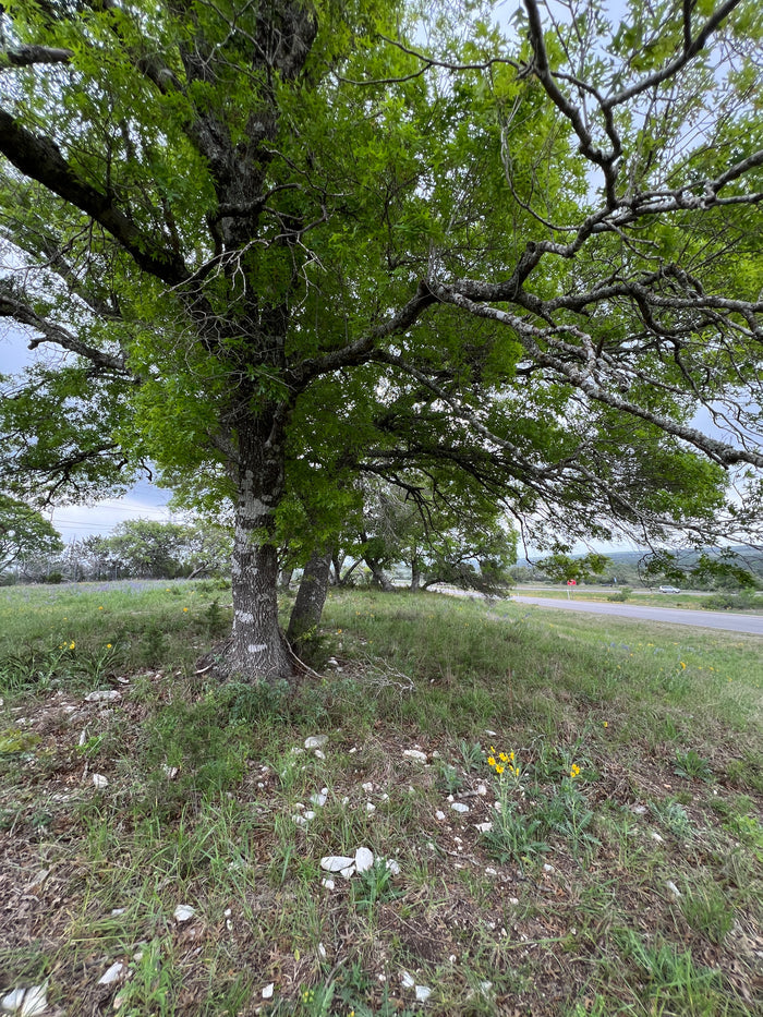 Texas Red Oak  5 Seeds  Buckley’s Oak  Quercus buckleyi