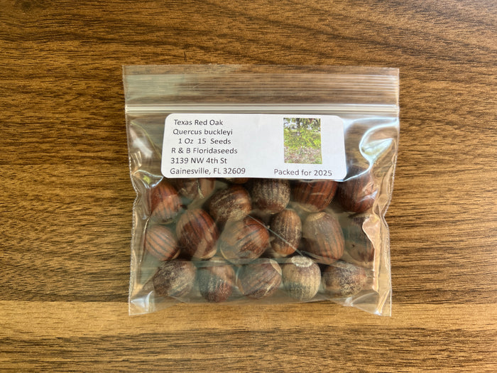 Texas Red Oak  5 Seeds  Buckley’s Oak  Quercus buckleyi