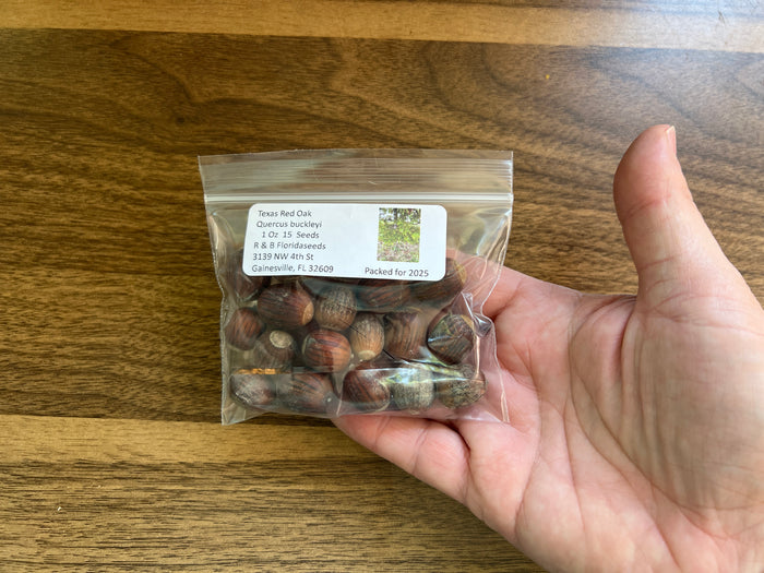 Texas Red Oak  5 Seeds  Buckley’s Oak  Quercus buckleyi