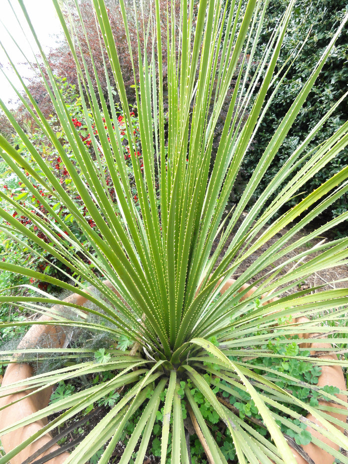Texas Sotol  20 Seeds  Dasylirion texanum