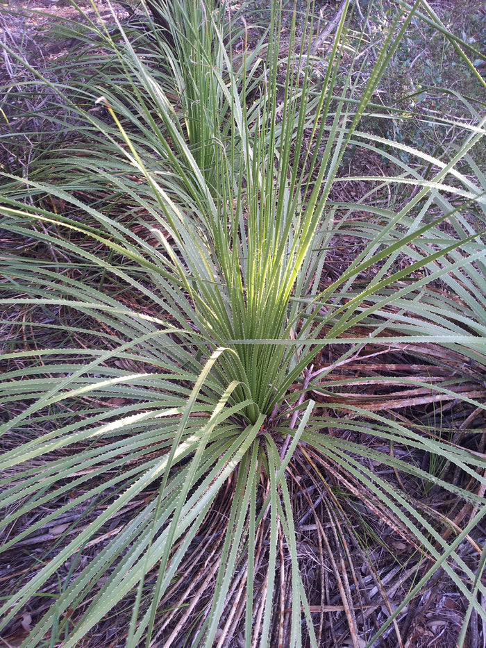 Texas Sotol  20 Seeds  Dasylirion texanum