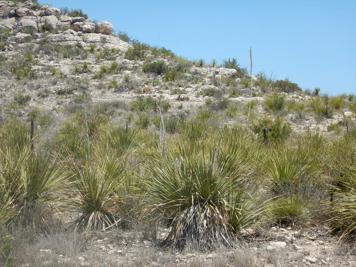 Texas Sotol  20 Seeds  Dasylirion texanum
