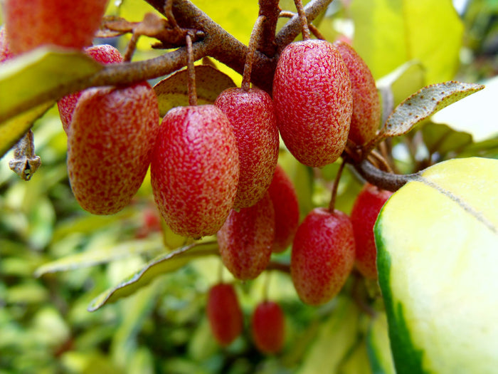 Thorny Olive Elaeagnus pungens 10 Seeds