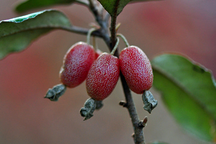 Thorny Olive Elaeagnus pungens 10 Seeds