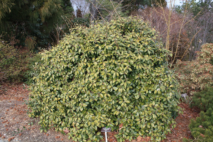 Thorny Olive Elaeagnus pungens 10 Seeds