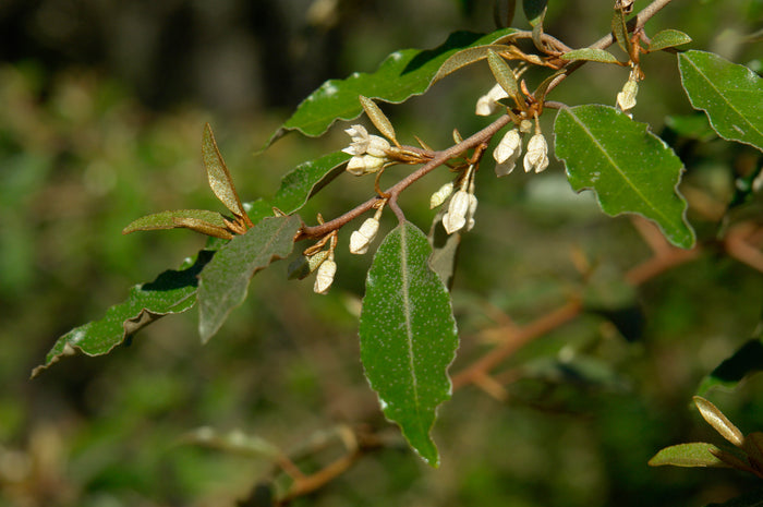 Thorny Olive Elaeagnus pungens 10 Seeds