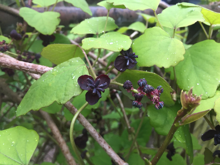 Three Leaf Akebia   10 Seeds   Akebia trifoliata