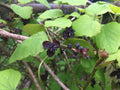 Three Leaf Akebia   10 Seeds   Akebia trifoliata