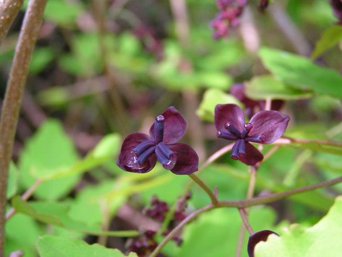 Three Leaf Akebia   10 Seeds   Akebia trifoliata