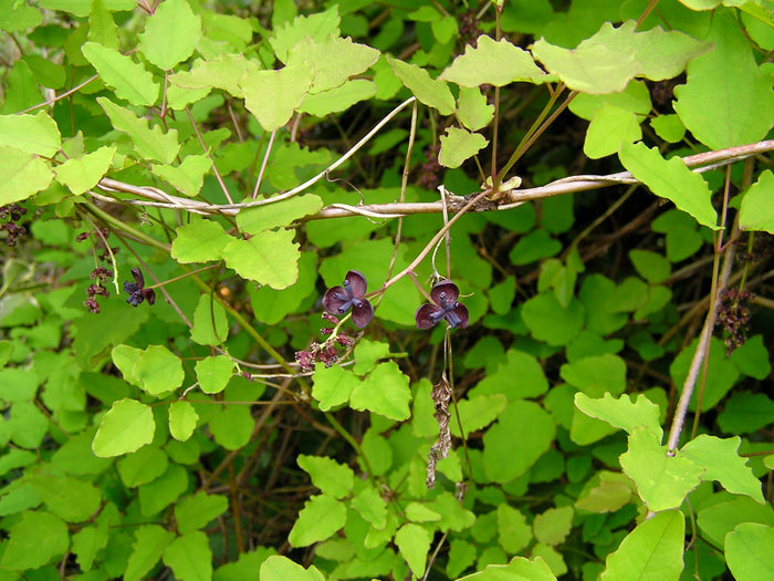 Three Leaf Akebia   10 Seeds   Akebia trifoliata