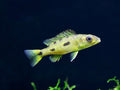 Three spot Torpedo Cichlid (Exochochromis Anagenysy)  – Locally Bred