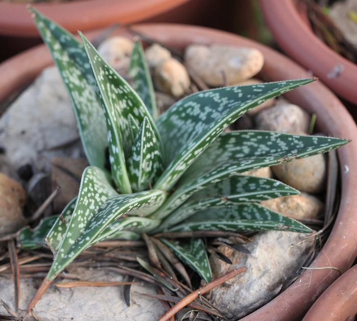 Tiger Aloe  100 Seeds  Aloe variegata