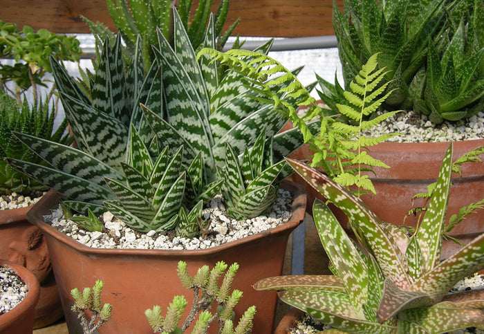 Tiger Aloe  100 Seeds  Aloe variegata