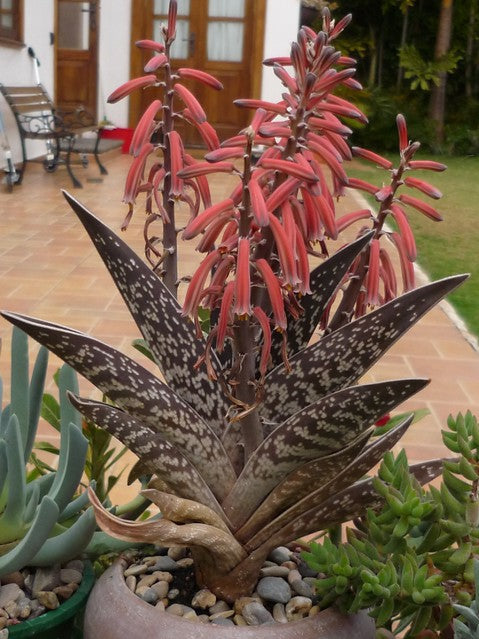 Tiger Aloe  100 Seeds  Aloe variegata