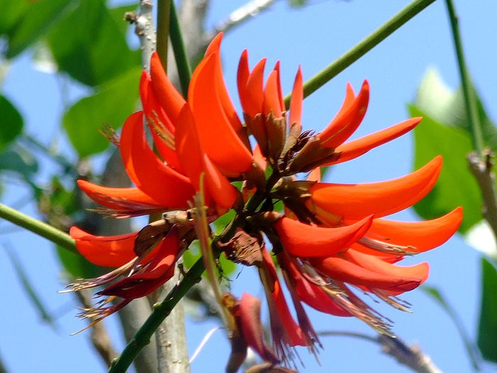 Tiger's Claw Erythrina variegata 10 Seeds