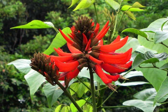 Tiger's Claw Erythrina variegata 10 Seeds