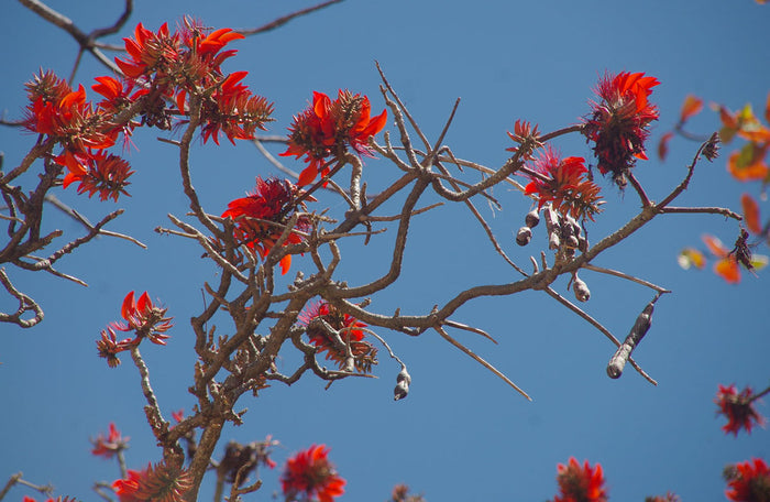 Tiger's Claw Erythrina variegata 10 Seeds
