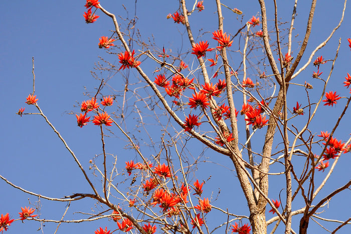 Tiger's Claw Erythrina variegata 10 Seeds