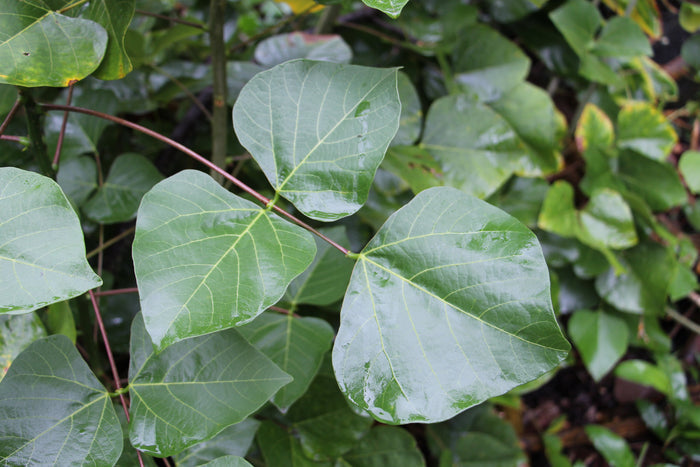 Tiger's Claw Erythrina variegata 10 Seeds