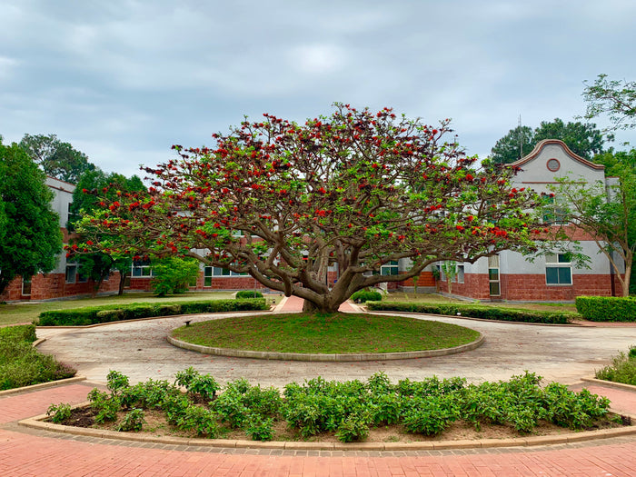 Tiger's Claw Erythrina variegata 10 Seeds