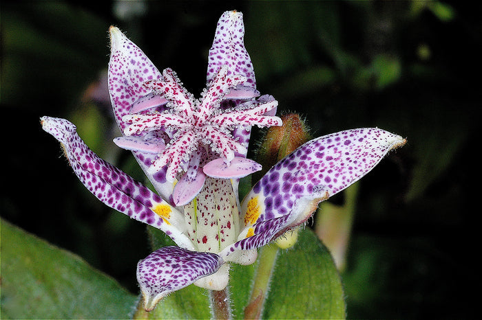Toad Lily   10 Seeds   Trichyrtis hirta