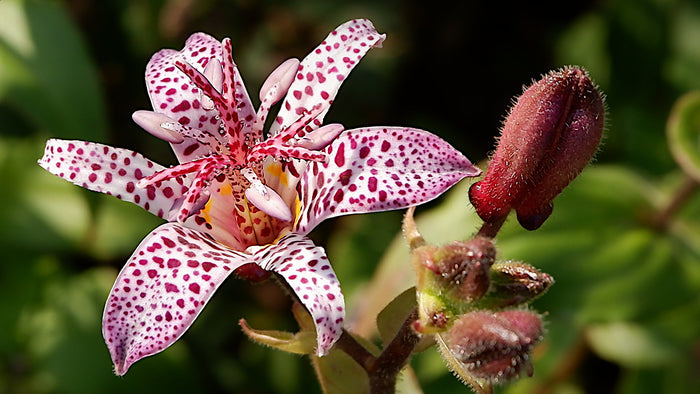 Toad Lily   10 Seeds   Trichyrtis hirta