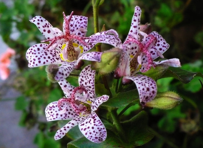 Toad Lily   10 Seeds   Trichyrtis hirta