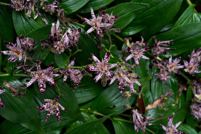 Toad Lily   10 Seeds   Trichyrtis hirta