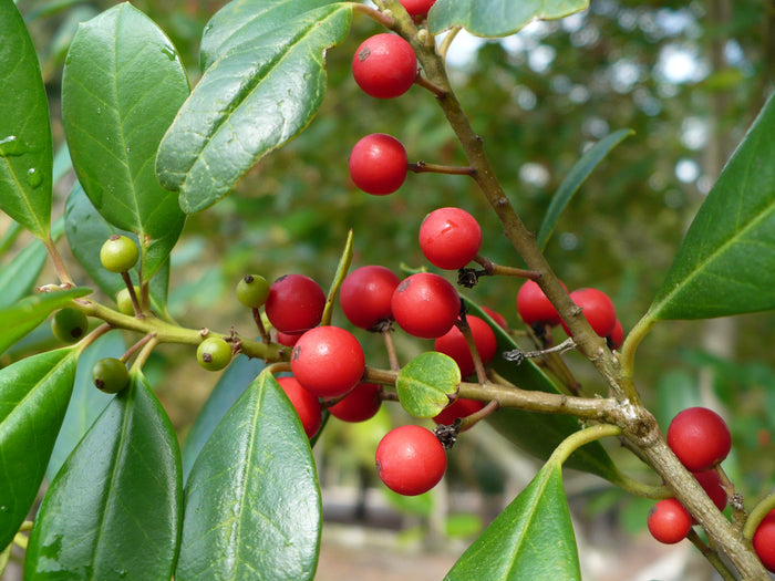 Topal Holly Ilex attenuata 20 Seeds