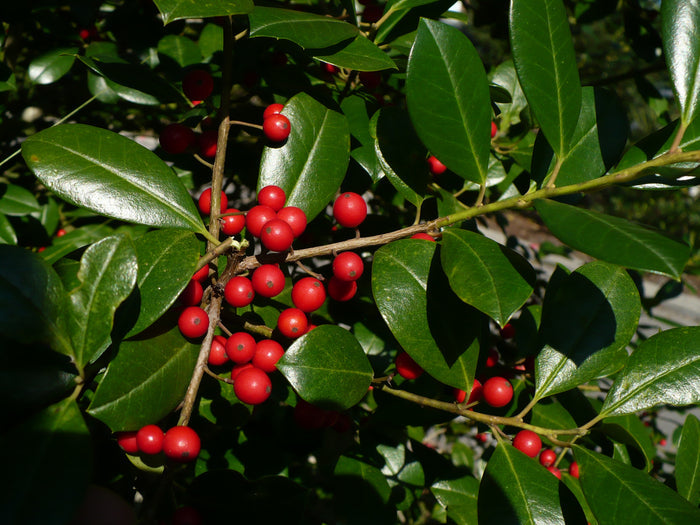 Topal Holly Ilex attenuata 20 Seeds