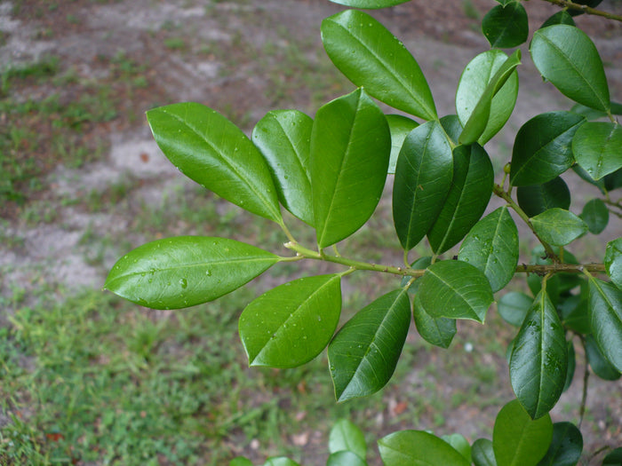 Topal Holly Ilex attenuata 20 Seeds