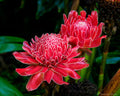 Torch Ginger Etlingera eliator 20 Seeds