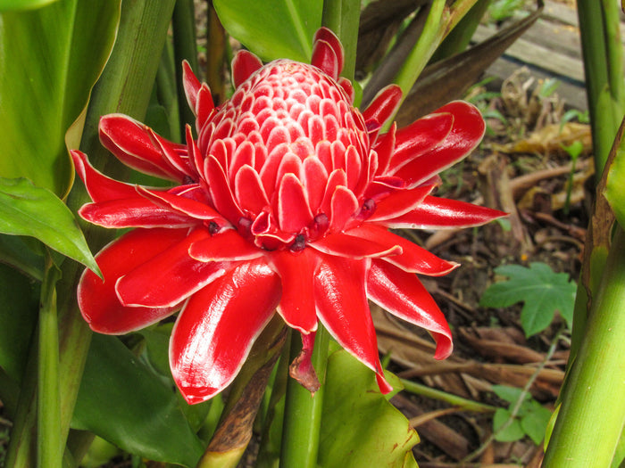 Torch Ginger Etlingera eliator 20 Seeds