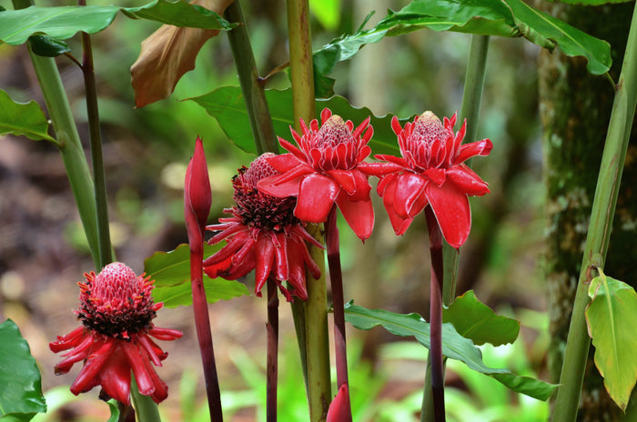 Torch Ginger Etlingera eliator 20 Seeds