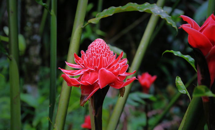 Torch Ginger Etlingera eliator 20 Seeds