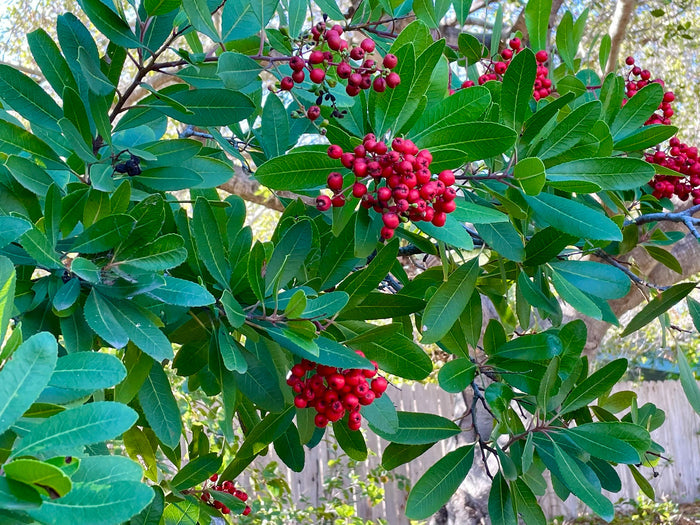Toyon  10 Seeds  California Holly  Heteromeles arbutifolia