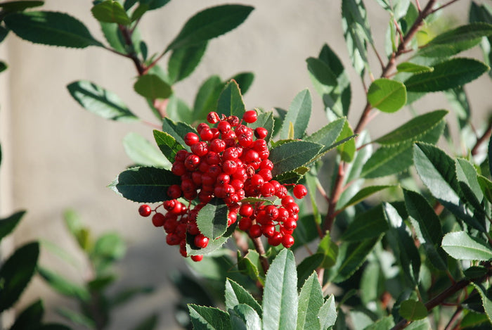 Toyon  10 Seeds  California Holly  Heteromeles arbutifolia