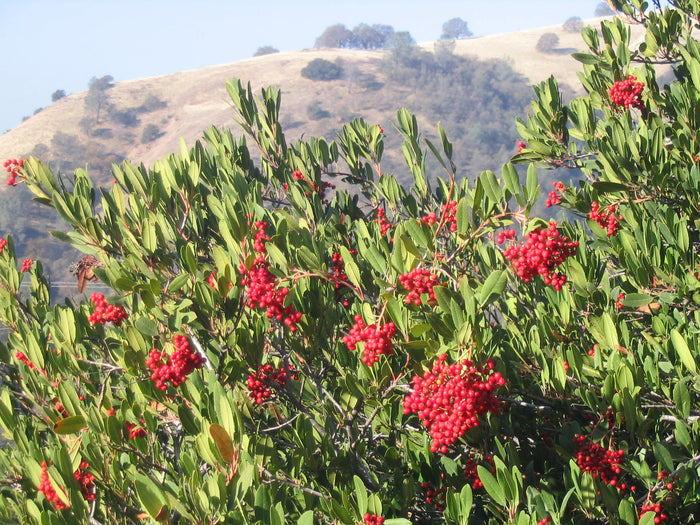 Toyon  10 Seeds  California Holly  Heteromeles arbutifolia