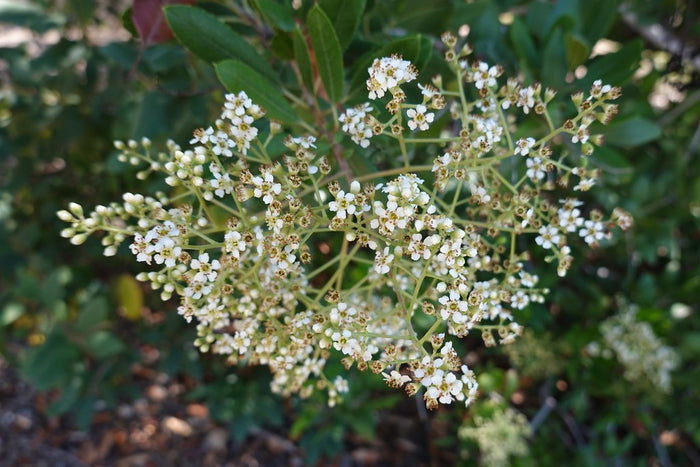 Toyon  10 Seeds  California Holly  Heteromeles arbutifolia