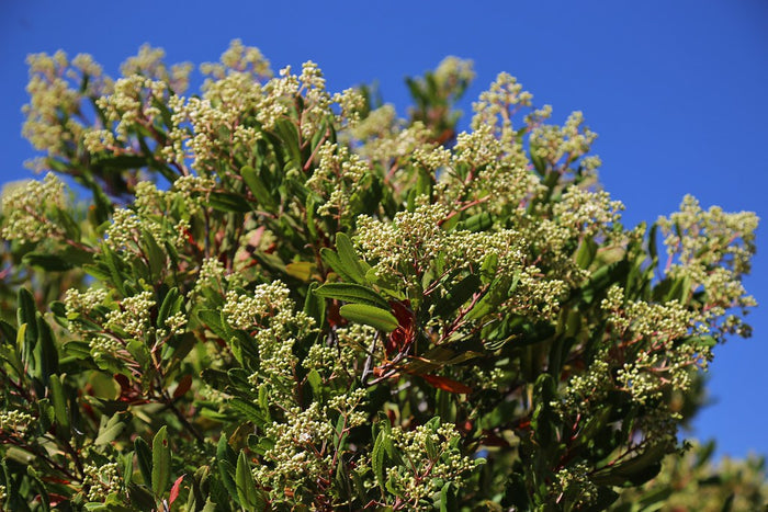 Toyon  10 Seeds  California Holly  Heteromeles arbutifolia
