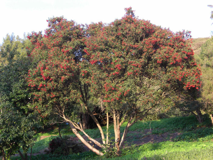 Toyon  10 Seeds  California Holly  Heteromeles arbutifolia